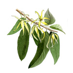 Ylang-ylang